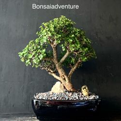 Bonsai Jade 