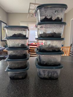 Springtail Cultures Bioreactive Terrarium Clean Up Crew