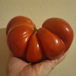 Organic Super Steak Heirloom Tomato  Plants! Available Now! 2025 SEASON EARLY RELEASE! 