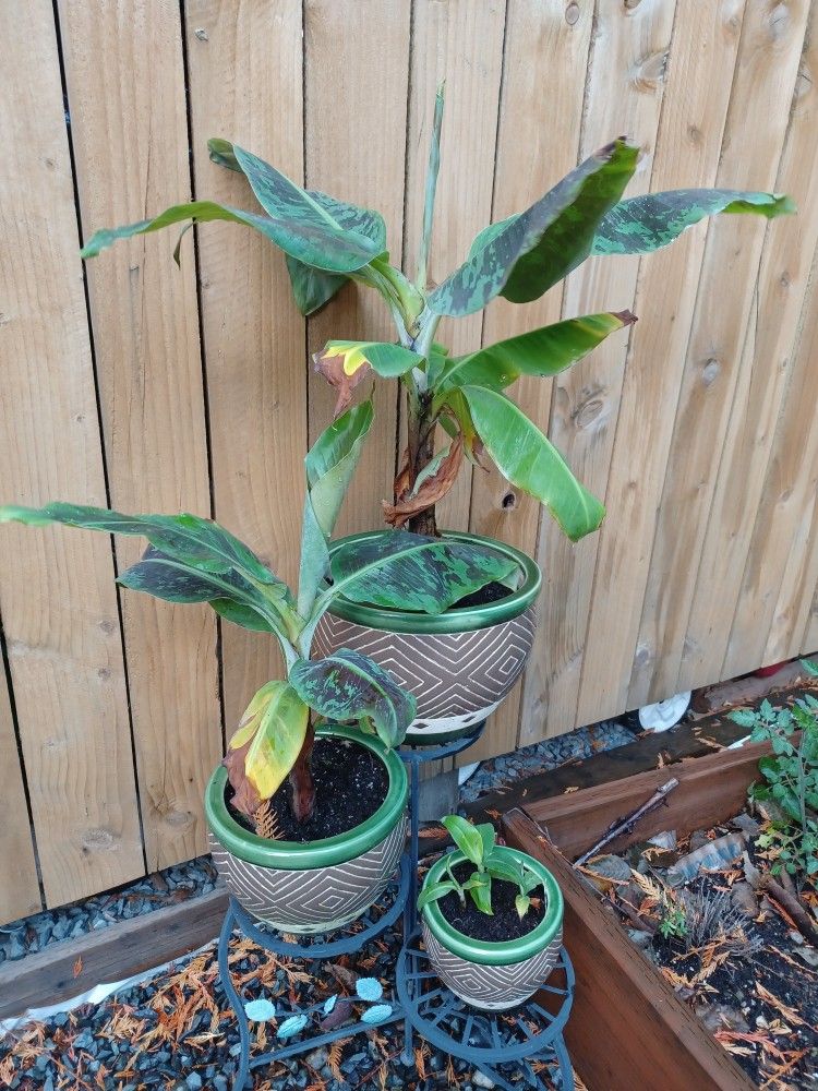 Banana Dwarf Or Plantain Trees In Ceramic Pots.