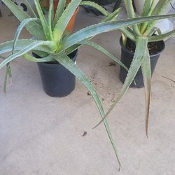 Aloe vera (sabilas)