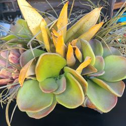 Artficial   Plant