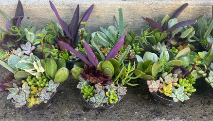 Little succulents arrangement