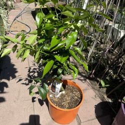 Mandarin Clementine