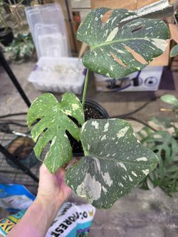 Monstera Thai Constellation
