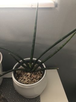 Sansevieria