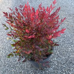 Nandina Gulf Stream