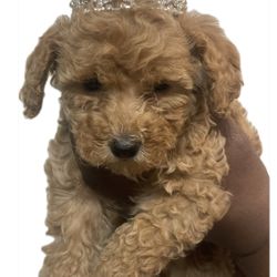 Pet Rhinestone Tiarra