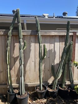 Peruvian Apple Cactus