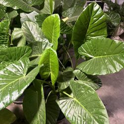 BEAUTIFUL LARGE ELEPHANT EAR PLANTS🌱