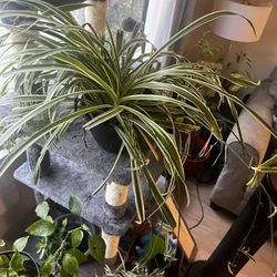 Spider Plant 