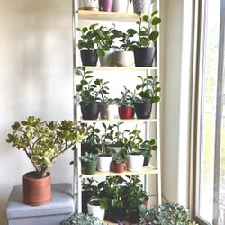 Plants For Sale! Indoor And Outdoor