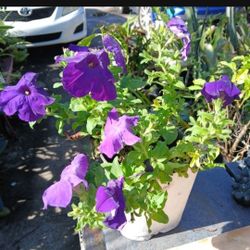 Petunia Potted Plant Landscape Plant