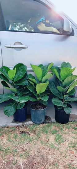 Fiddle Leaf Fig Tree 🪴 $25 rao