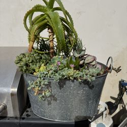 Succulent Filled Metal Tub