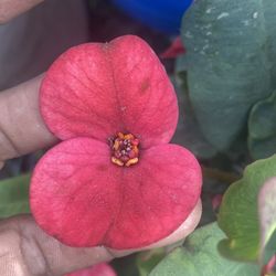 Corona de Cristo  red zebra