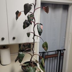 Rare Healthy Philodendron House Plants