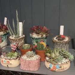 Succulent Arrangements 