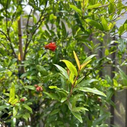 Pomegranate Fruit Trees