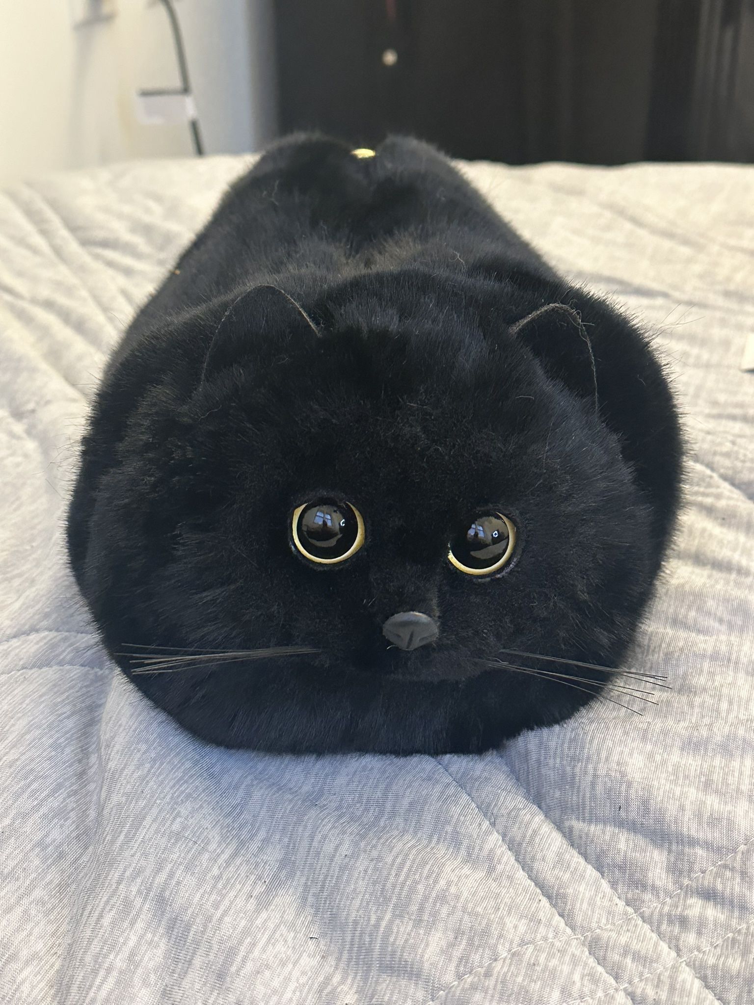 A Cat Bag With Delivery