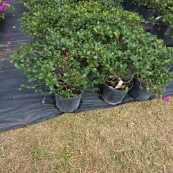 Indian Hawthorn Clara 3gallones 