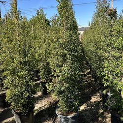 Eugenia Privacy Hedge