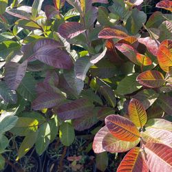 1 Cream White Guava Tree APP 40”