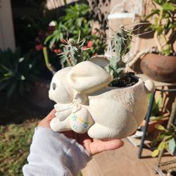 Bunny Cactus