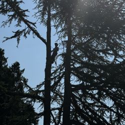 Tree Work
