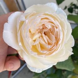 DAVID AUSTIN English shrub Rose Plant, In 5 Gallons Pot Pick Up Only