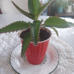 Kalanchoe PinnataPlant 
