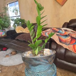 ZZ Plant In  11in Metallic Pot With Sea Glass Stones And Shells 