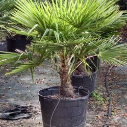 Windmill Palms$60 -$150