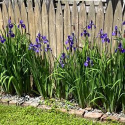 Purple Iris
