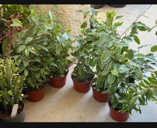 ♥️VARIEGATED Weeping Fig Low maintenance & stress-reducing, perfect for busy plant lover♥️