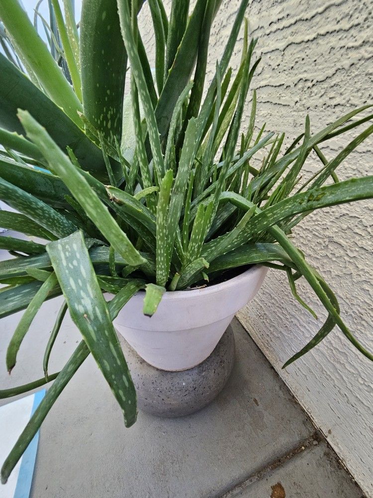Aloe Vera Plant 30" In Aged-pink Terracotta 