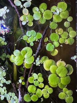 Amazon frogbit
