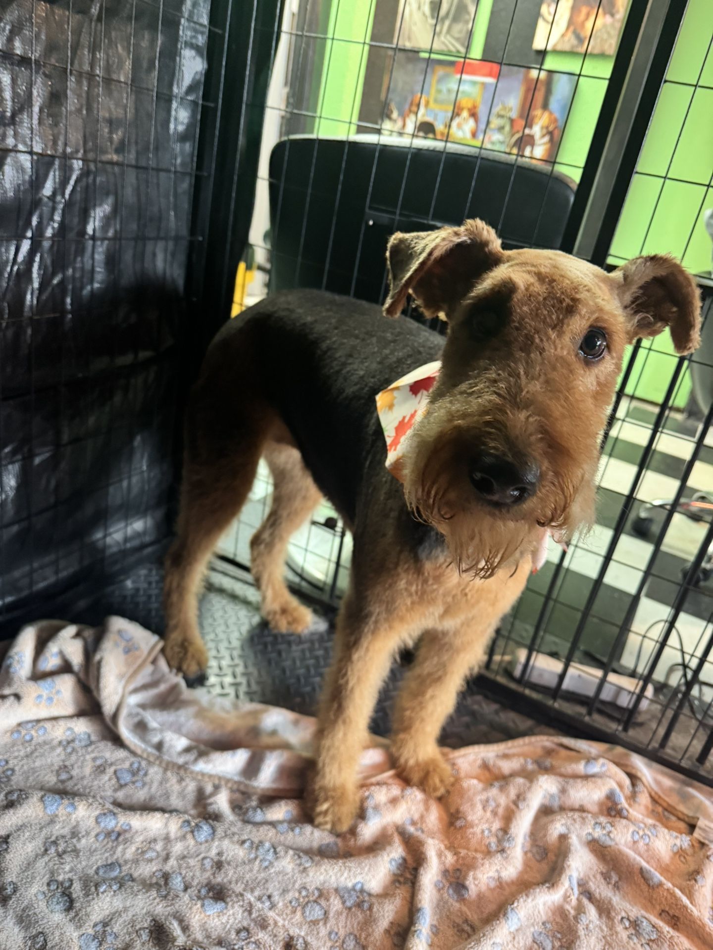 Professional Fur Artist