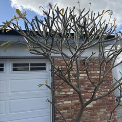 Plumeria Pink And White 9’ Tall