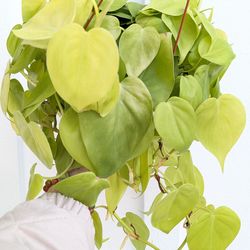 Philodendron Neon Cordatum Plant 6" Pot - Indoor House Plants