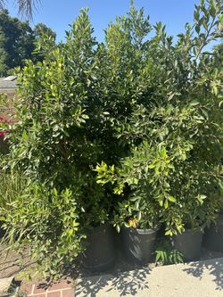 Plants