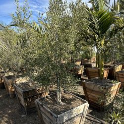 Olive Multi Trunk Tree