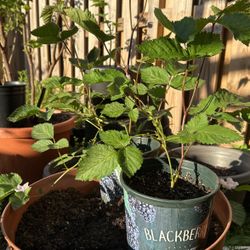 Blackberry Plants 