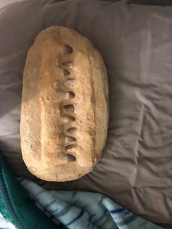 Mososaurus Jaw with Teeth
