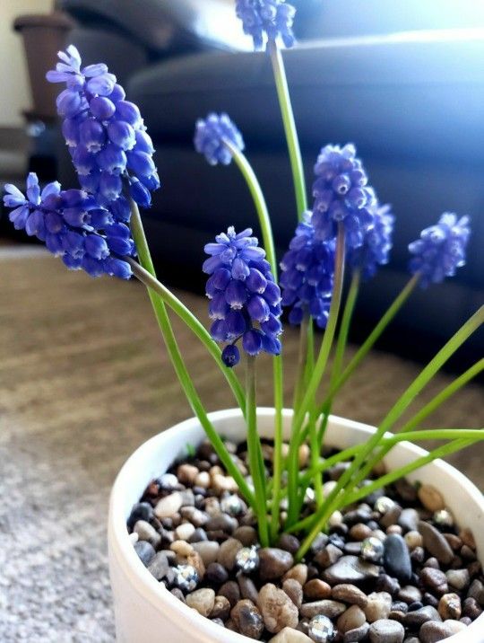 Grape Hyacinth Planter & Bulbs