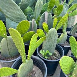 Spineless Prickly Pear Cactus - Opuntia Ficus Indica - Edible Arbolitos De Nopales (18-36" in.) 🌵