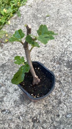 Chicago hardy fig tree