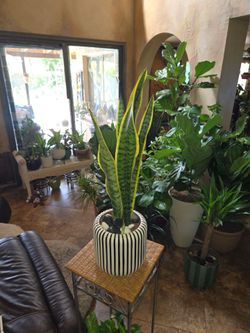 2ft 4in tall Sansevieria snake plants in new 8in ceramic pot with polished stones and shells