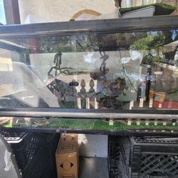 Savannah monitor and everything included.