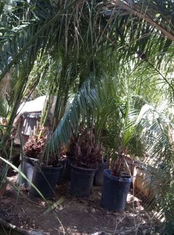 Canary Palms